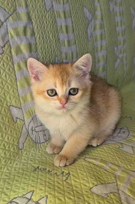 Шотландские котята (ЗОЛОТАЯ ШИНШИЛЛА)