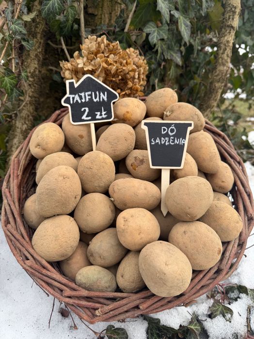 Ziemniaki tajfun - do jedzenia i sadzenia