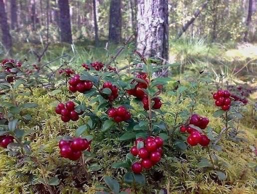 Видова ділянка біля Яремче.