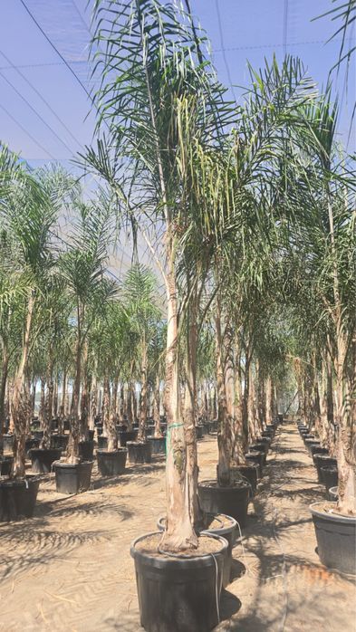 Coqueiros em vaso 250cm-350CM-400CM