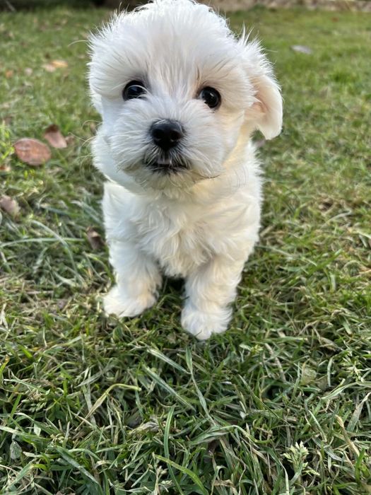 Maltanczyk z rodowodem i chipem