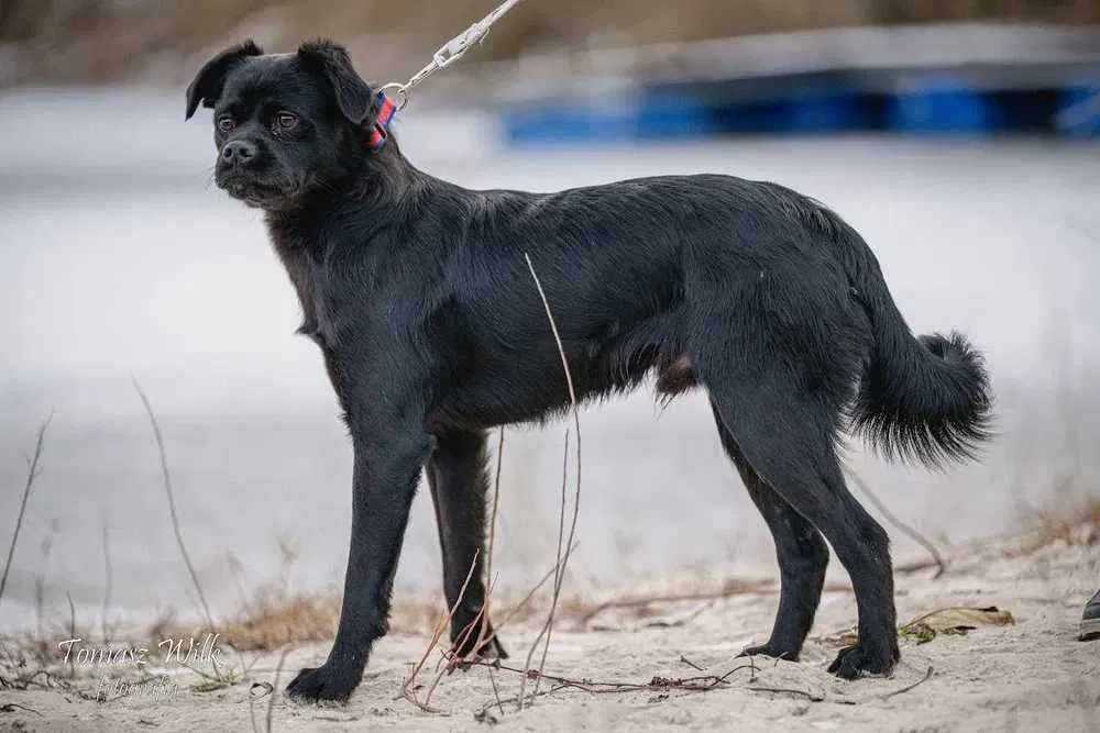 Dom dla Arusia- super pies do adopcji