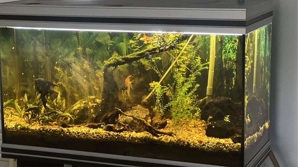 Aquario 200lt completo