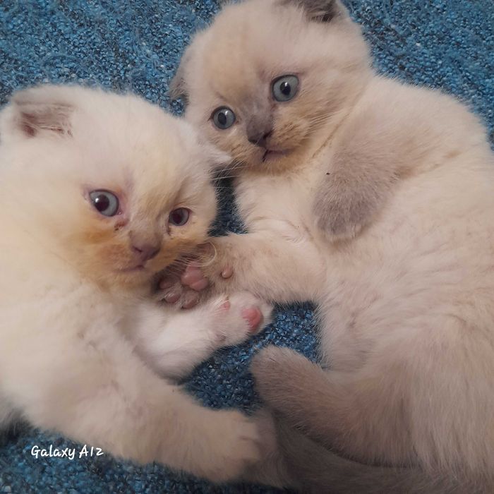 Шотландські кошенята