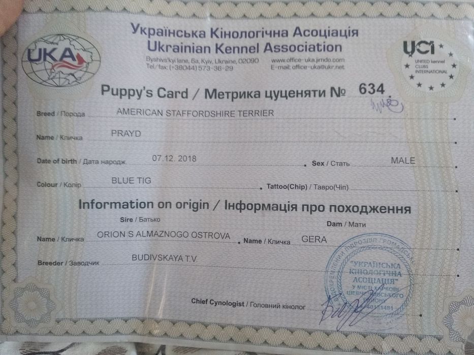 Стафф-в'язка,Американський стаффордширський тер'єр,АСТ
