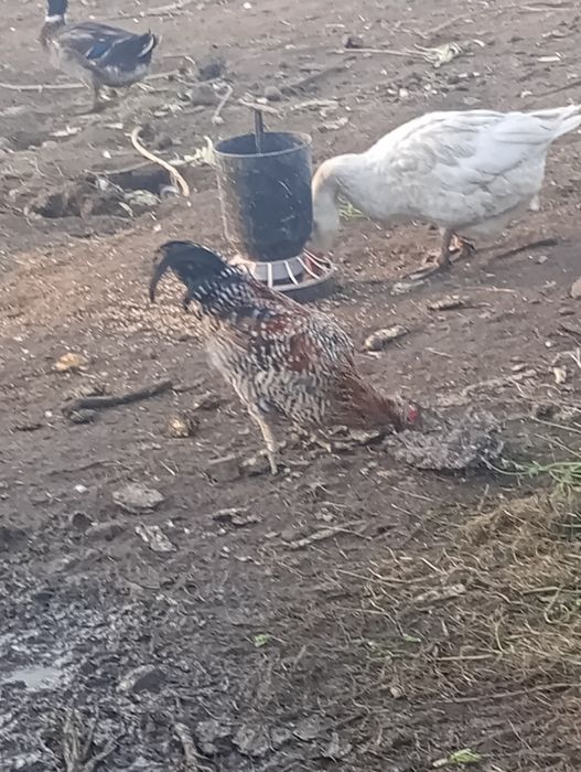 Młode koguty na sprzedaż.