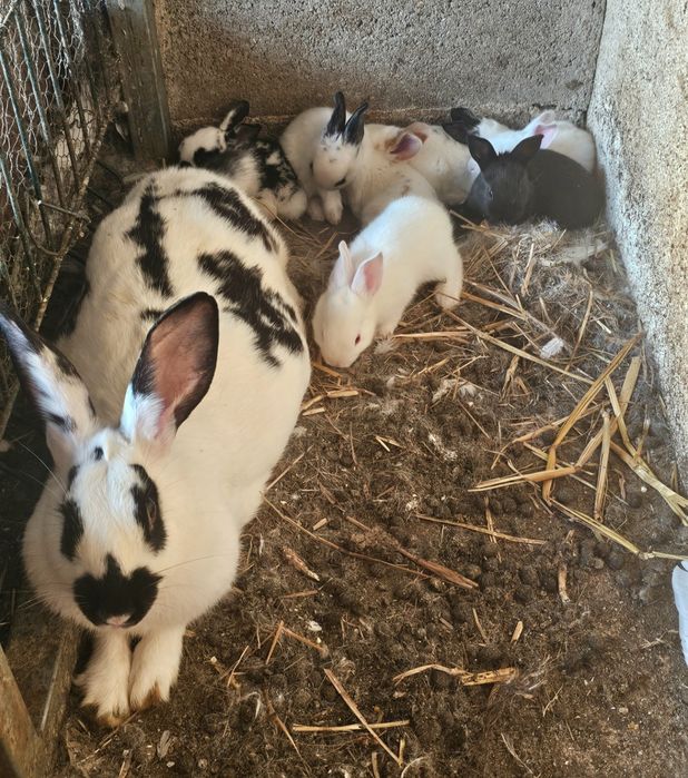 Animais de Quinta