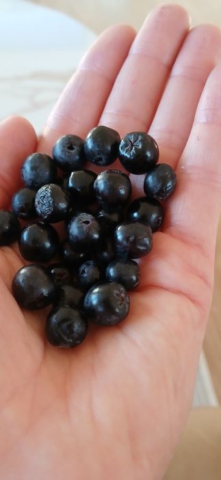 Aronia ekologiczna 5 kg