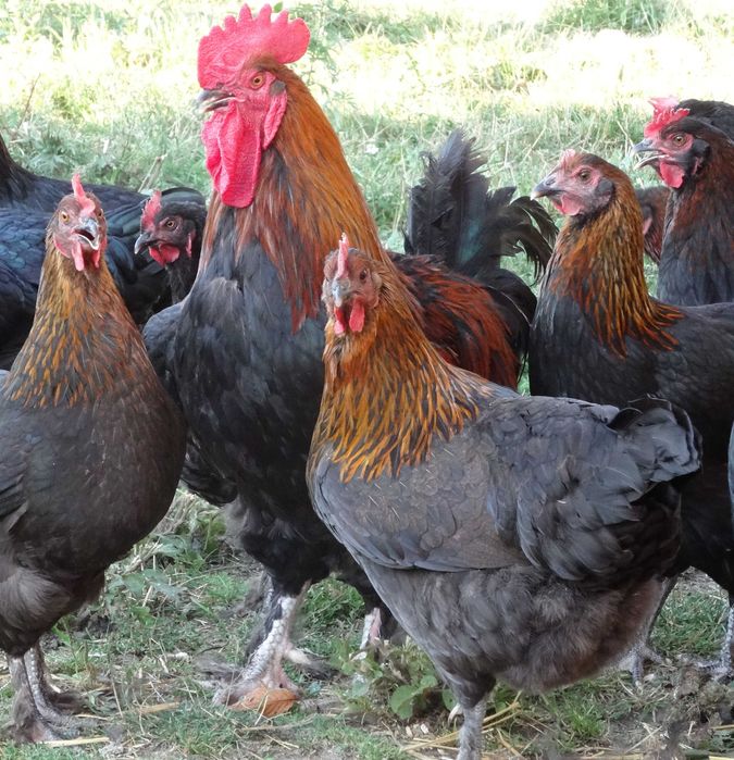 Jajka lęgowe maransy