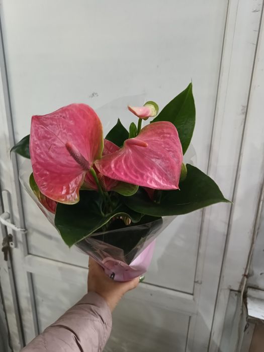 Антуріум рожевий як амбре та шоколад