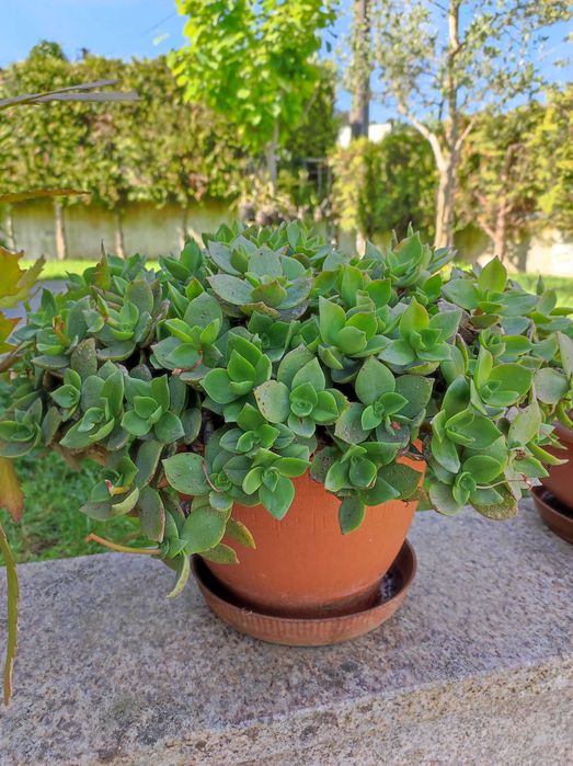 Linda planta flor de noiva branquinha.