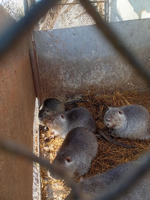 Продам м'ясо нутрій