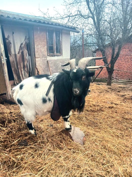 Камерунські кози. Голландській гном. Міні кози 4 місяці