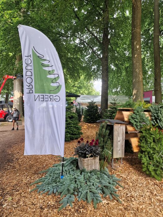 Jodła Kaukaska plantacja Dania