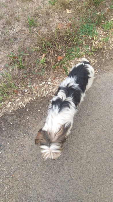 Бівер йорк, дівчинка,  3 роки