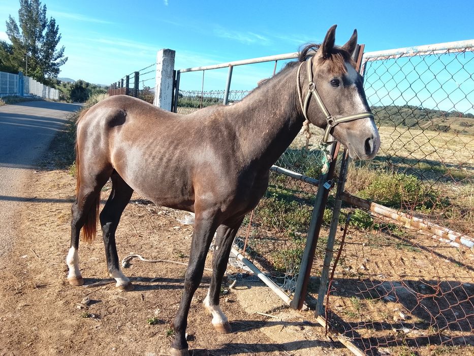Poldro lusitano com 30meses