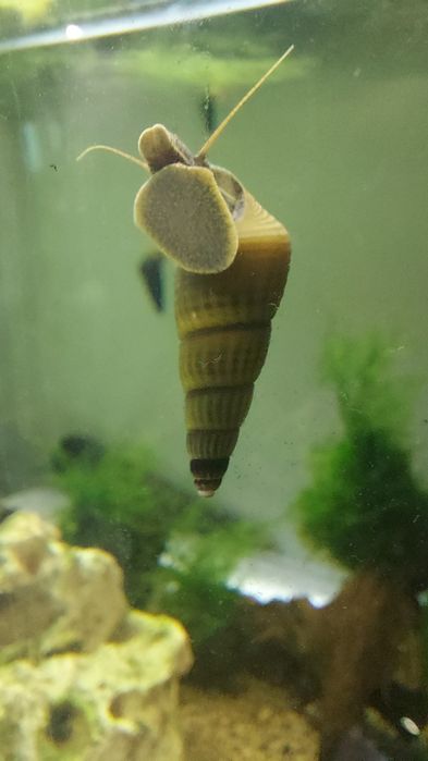 Sprzedam slimaki tylomenia krewetki blue velvet