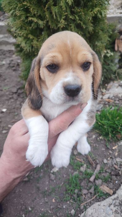 Продам чистокровні грайливі і цуценята Бігль.21.02 2026 дата народженн