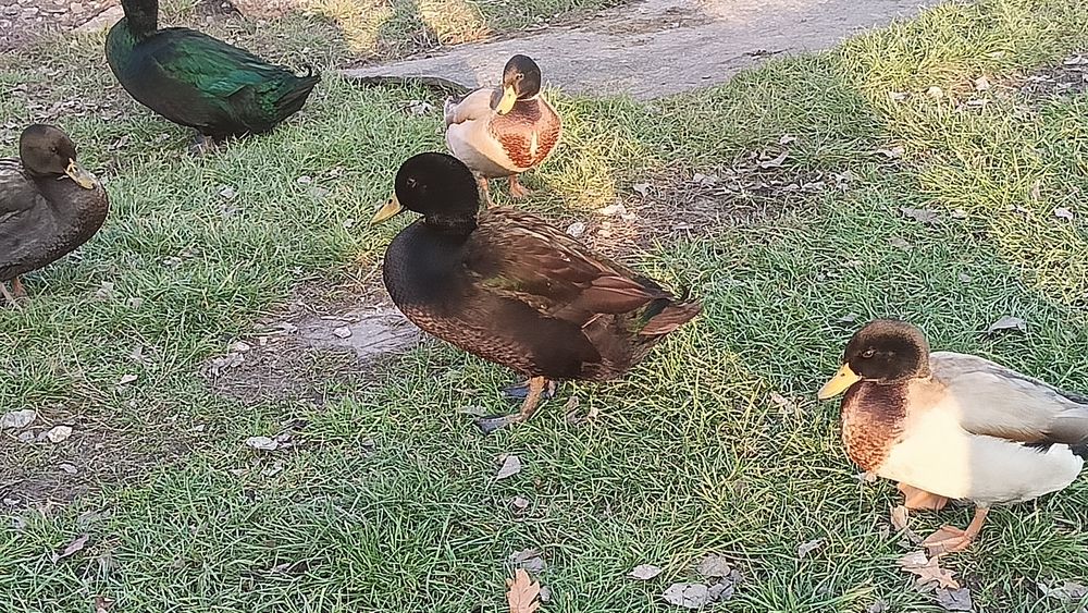 kaczki krzyżówki kajugi mieszane