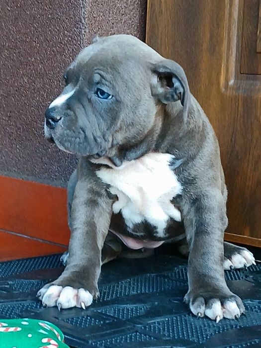 ##Mocna suczka Amstaff ##