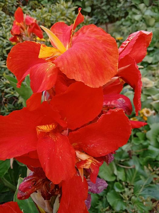 Kanna/canna/paciorecznik, kłącza w różnych kolorach