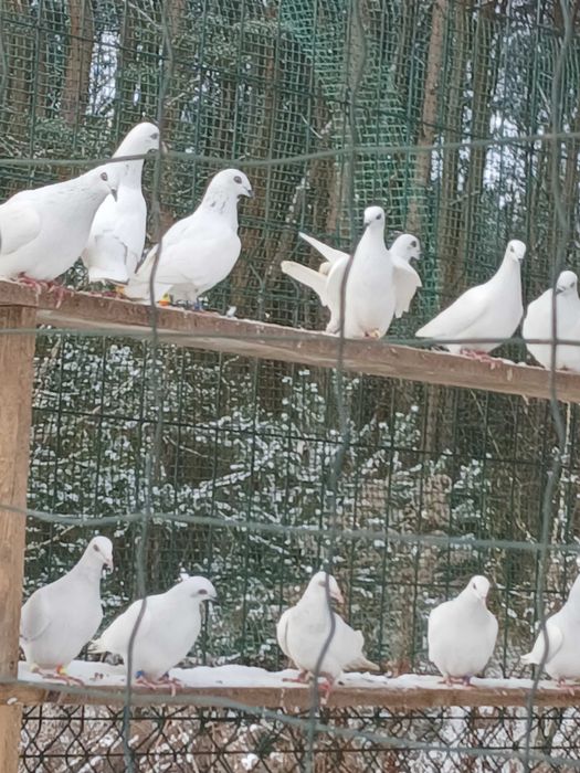 Sprzedam gołębie
