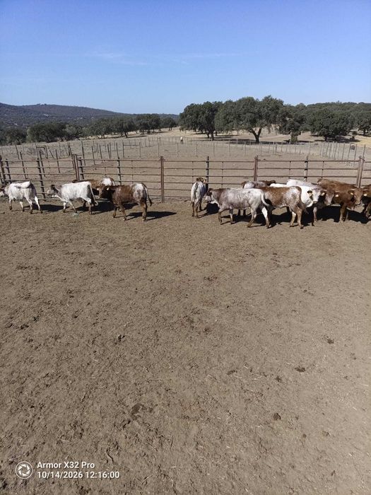 Novilhas Mertolengas Puras - Registadas na Associação de Criadores de Bovinos Mertolengos