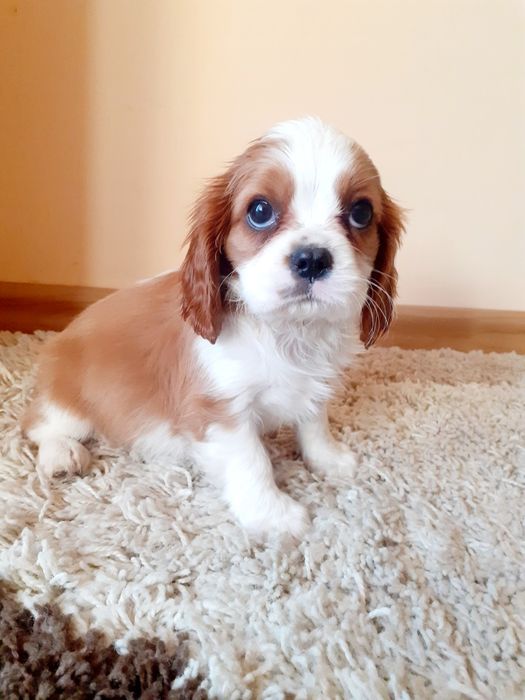 Cawalier King Charles Spaniel Piesek z Rodowodem