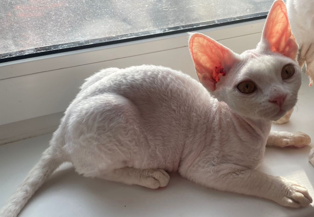 Девон рекс кошенята