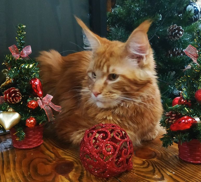 Котик Мейн кун красный мрамор и солид.