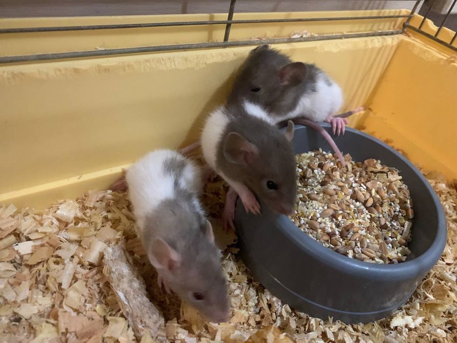 Щуренята дамбо хлопчики та дівчатка