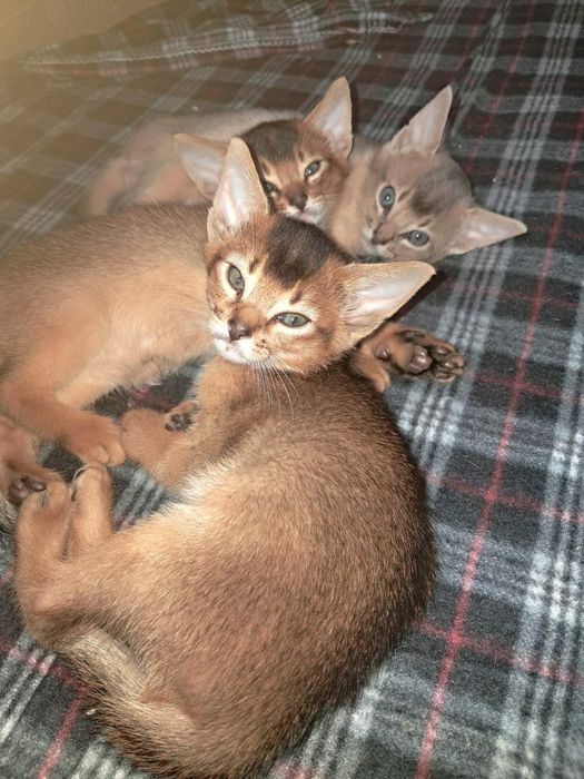 Абісинськи кошенята