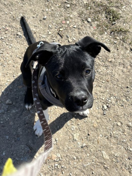 Oddam suczke 5miesiecy