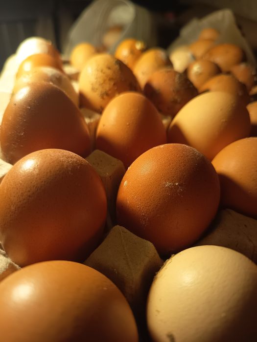 Tenho para venda ovos caseiros