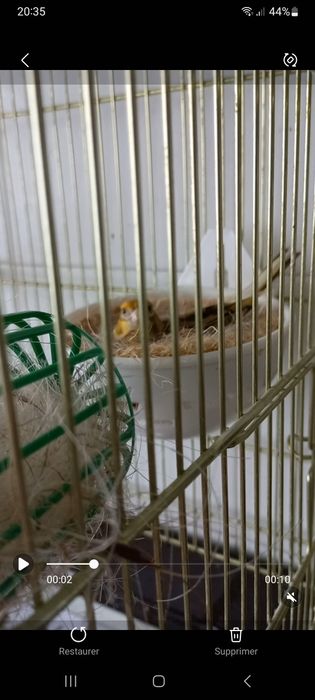 gaiola com tudos lindos