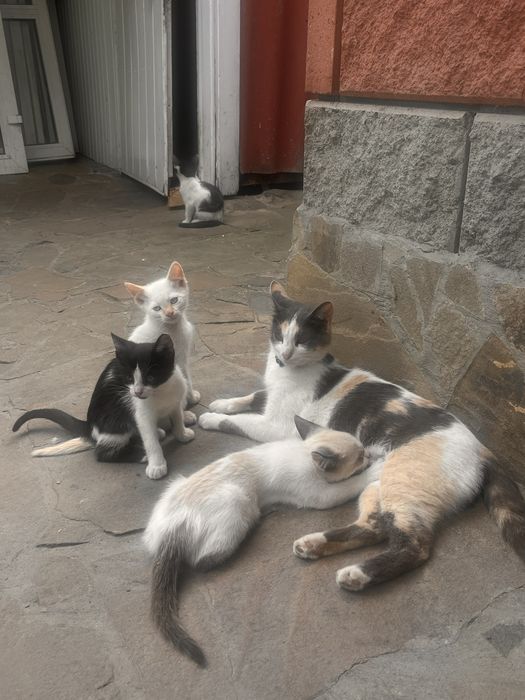 Віддамо кошенят безкоштовно