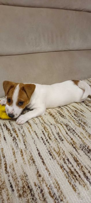 Jack Russell terrier -suczka