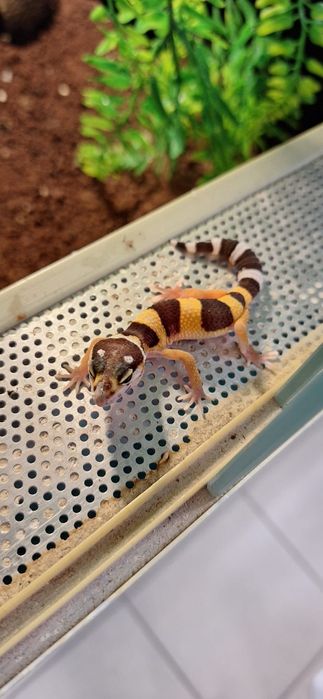 Gekony lamparcie