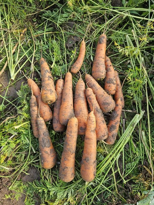 Sprzedam marchew jadalna większą ilość