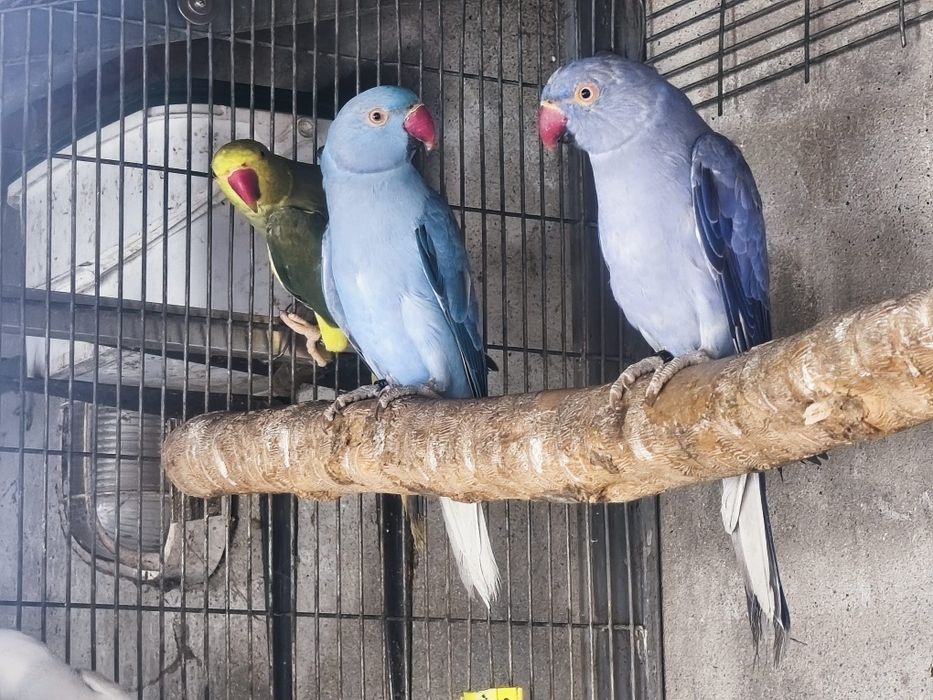 Ring Necks prontos a criar