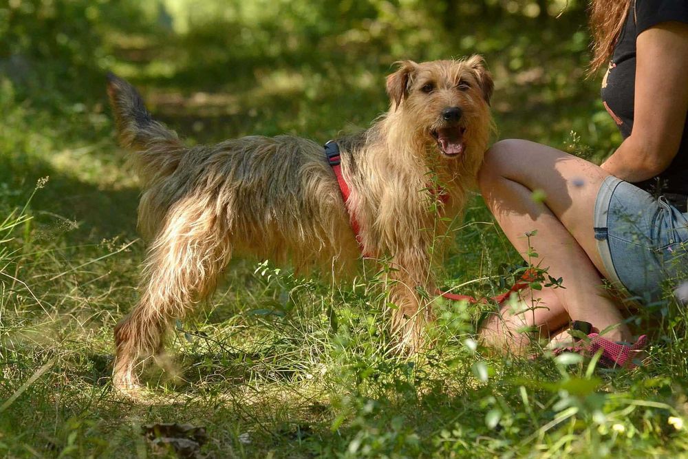 Danu piękny piesek do adopcji