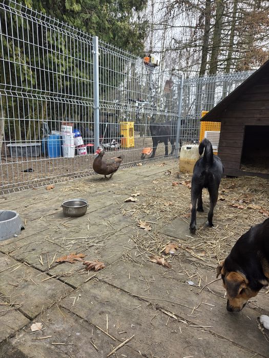 Sprzedam kaczora rocznego