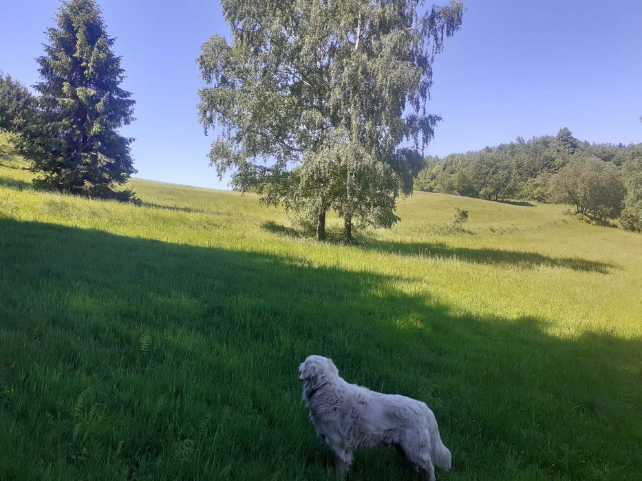 Domek letniskowy na odludziu