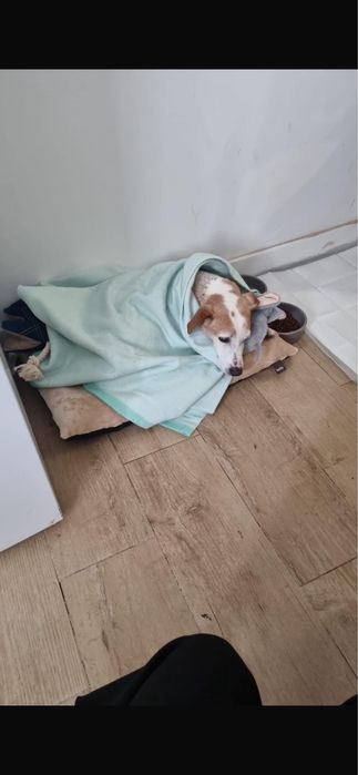 Cão para adoção responsável