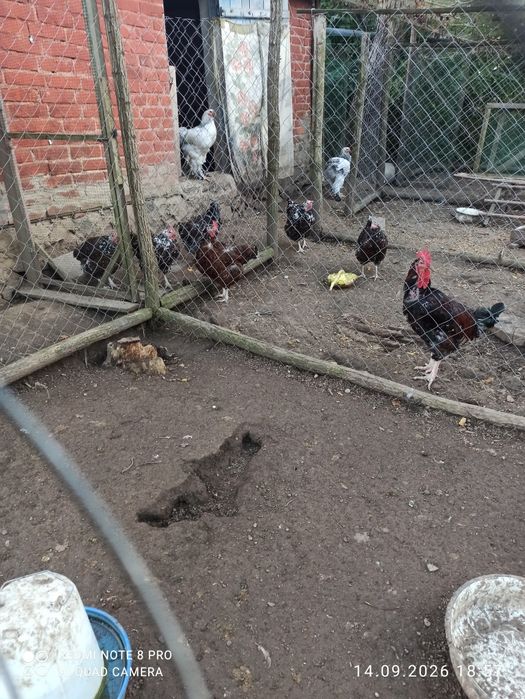 Продам Курей різних порід