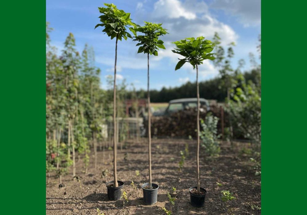 Katalpa Catalpa 'Nana' (surmia bignoniowa) szczepione 1.5-2.3m