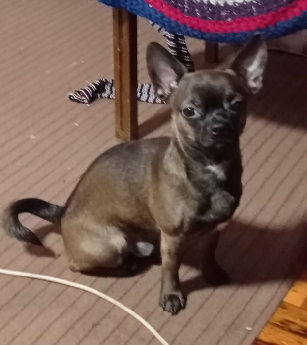 Вязка чихуахуа кобель.