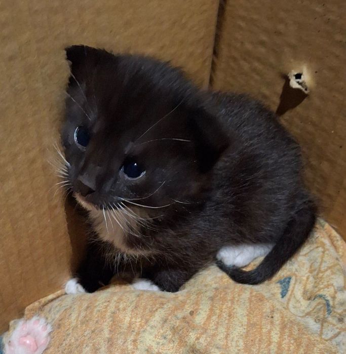 Кошенята в добрі руки