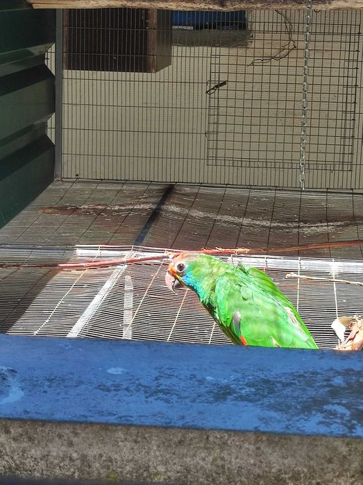 Amazona Rhodocorytha