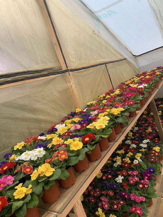 Продам квіти до 8 березня, примула, тюльпан, відправляю